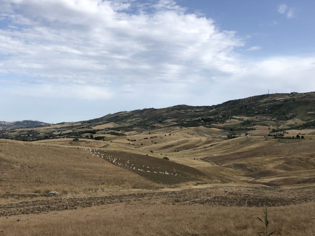 Capre Girgentane al pascolo nella campagna siciliana