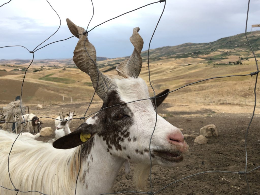 Capra Girgentana all'esterno