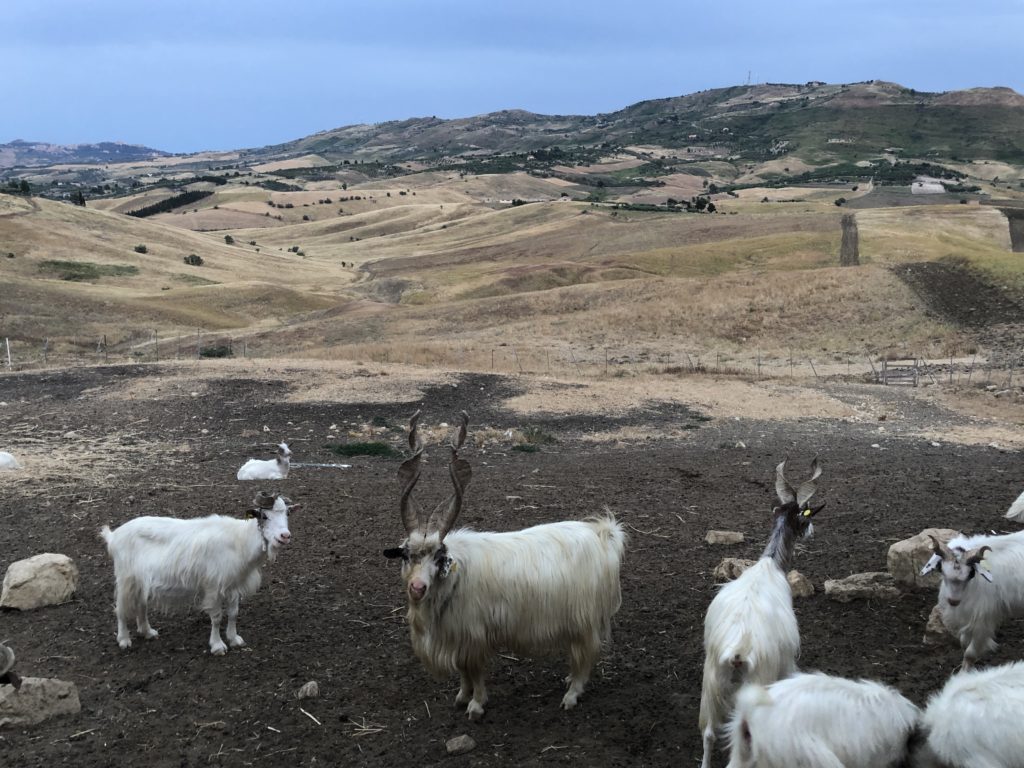 Maschio adulto di capra girgentana